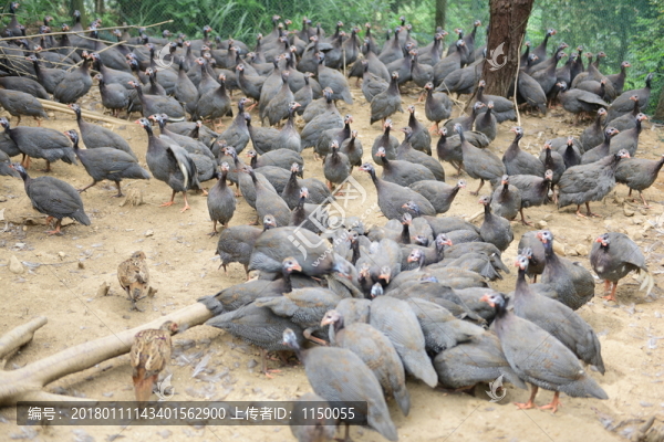 珍珠雞養(yǎng)殖