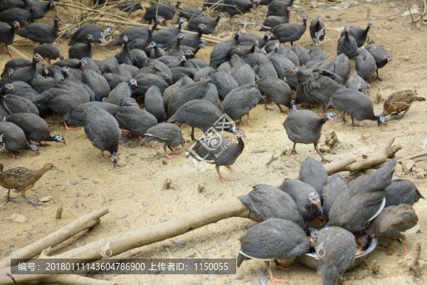 野生珍珠雞養(yǎng)殖