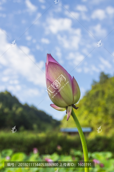 荷花池,荷花