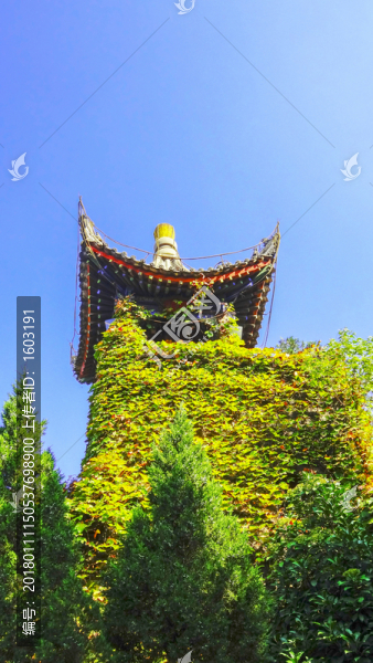 華清宮,亭子,爬山虎