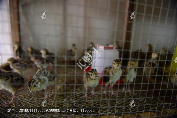 小雞養(yǎng)殖