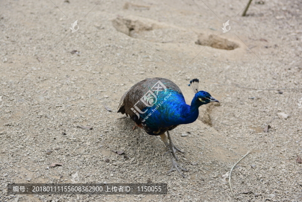 孔雀