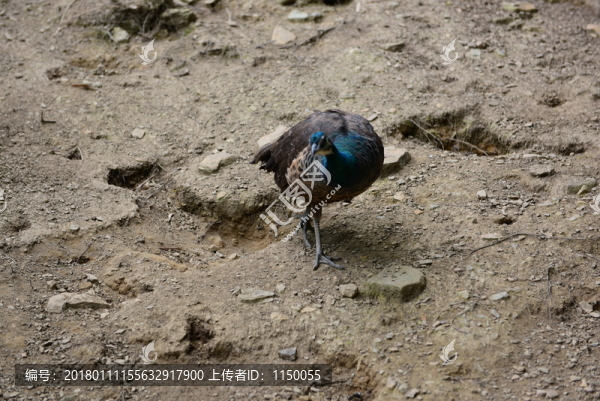 孔雀養(yǎng)殖
