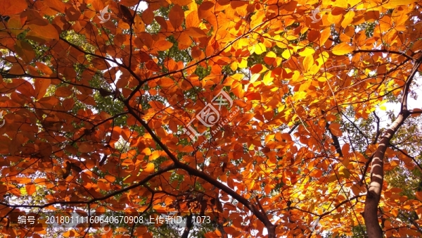 深秋樹葉