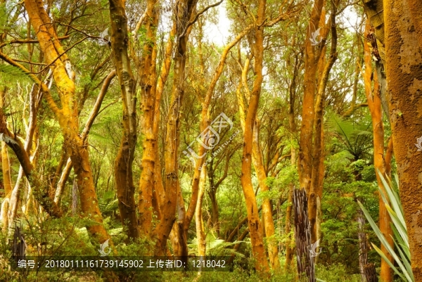 火山口的樹(shù)枝