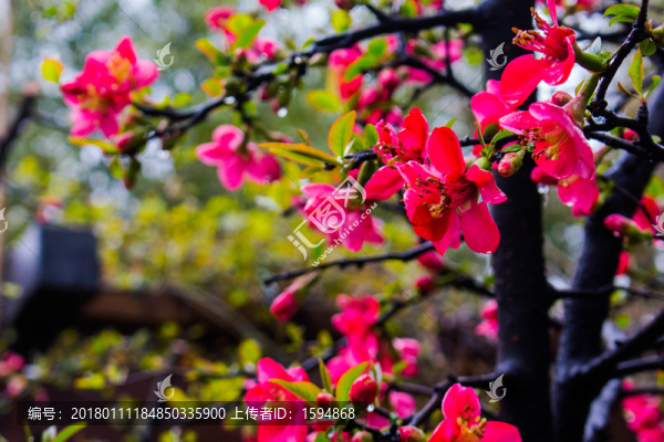 紅色花朵