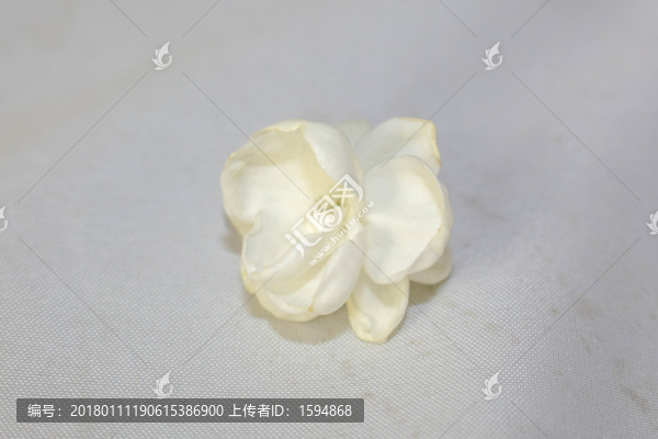 濃香茉莉花茶