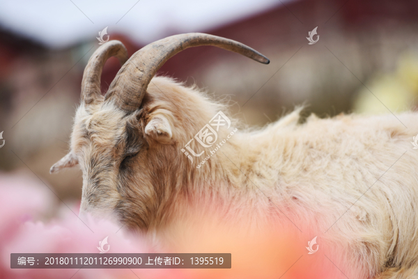 一只美羊羊