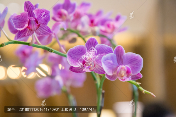 蝴蝶蘭