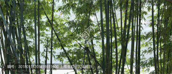 蜀南竹海