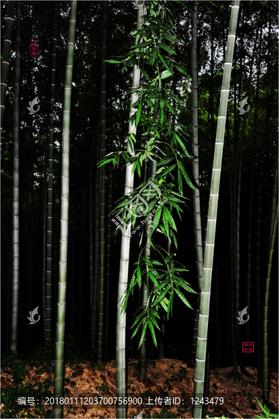 蜀南竹海