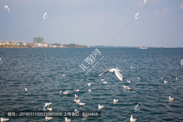 飛翔中的白色海鷗