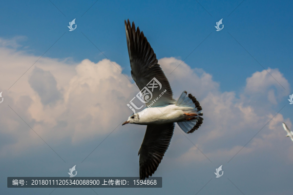 大理洱海飛翔的海鷗