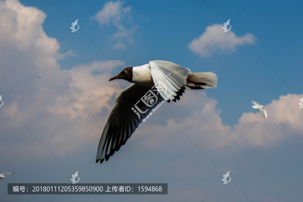 大理洱海飛翔的海鷗
