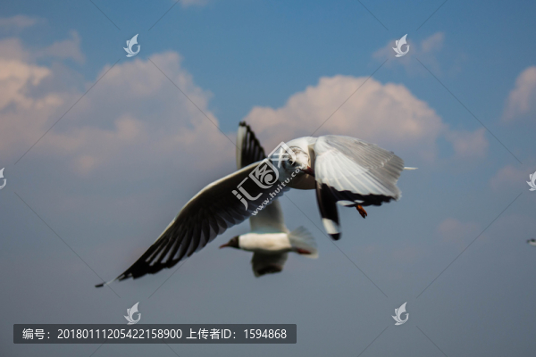 大理洱海飛翔的海鷗