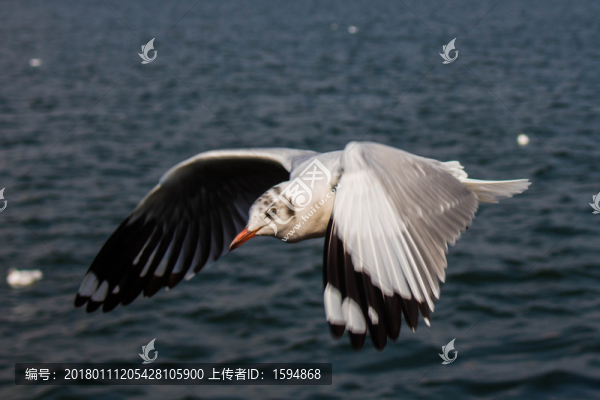 大理洱海飛翔的海鷗
