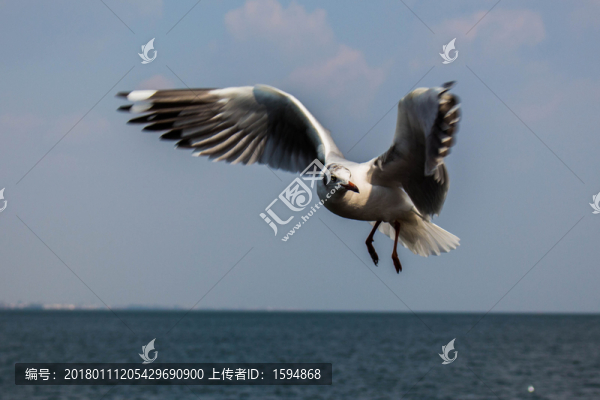 大理洱海飛翔的海鷗