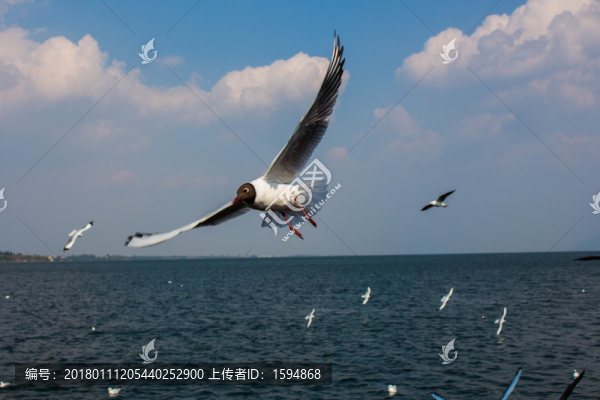 大理洱海飛翔的海鷗