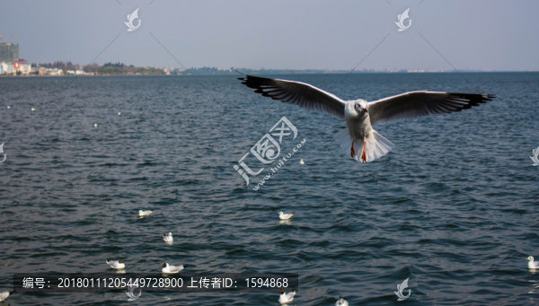 大理洱海飛翔的海鷗