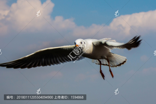 大理洱海飛翔的海鷗