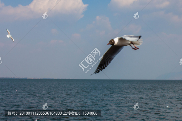 大理洱海飛翔的海鷗