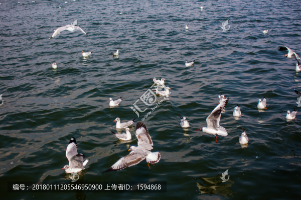 大理洱海飛翔的海鷗