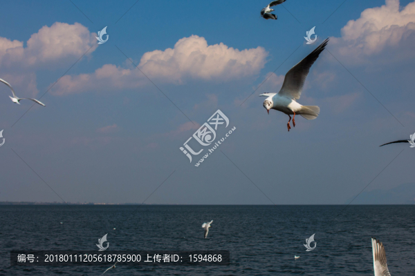 大理洱海飛翔的海鷗