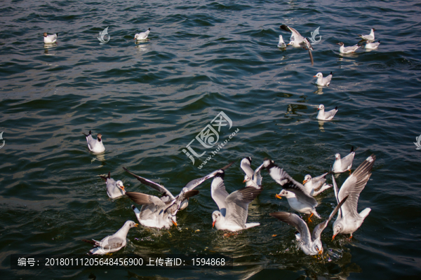 大理洱海飛翔的海鷗