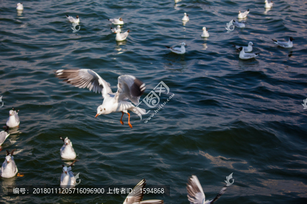 大理洱海飛翔的海鷗