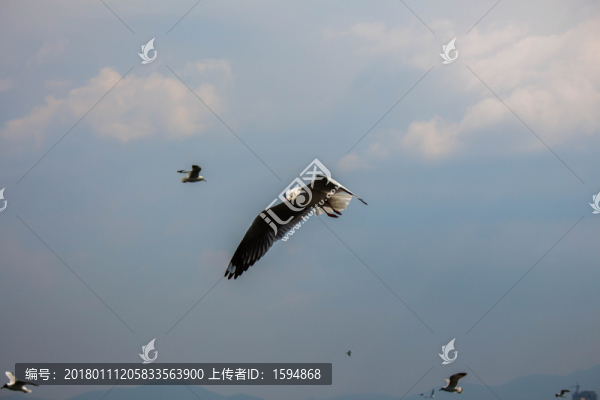 大理洱海飛翔的海鷗