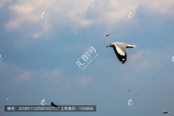大理洱海飛翔的海鷗