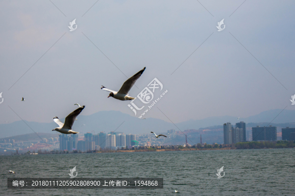 大理洱海飛翔的海鷗