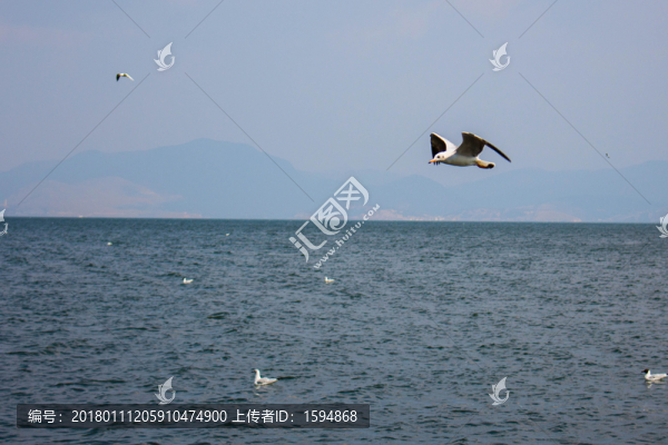 大理洱海飛翔的海鷗