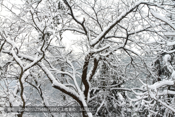 雪樹