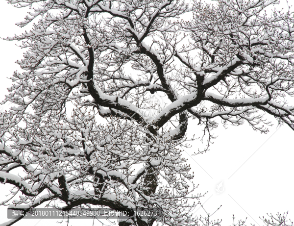 雪樹(shù)