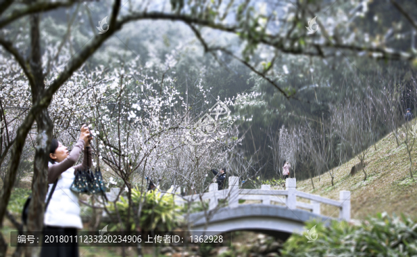 梅花香自苦寒來