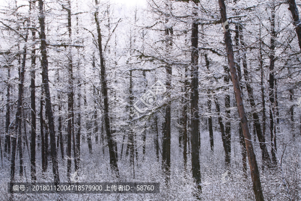 林海雪原松林