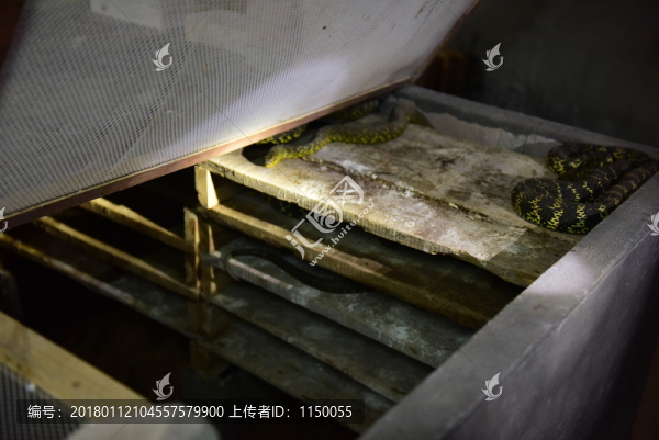 菜花蛇特色養(yǎng)殖