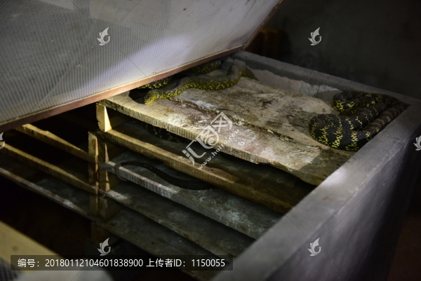 菜花蛇特色養(yǎng)殖