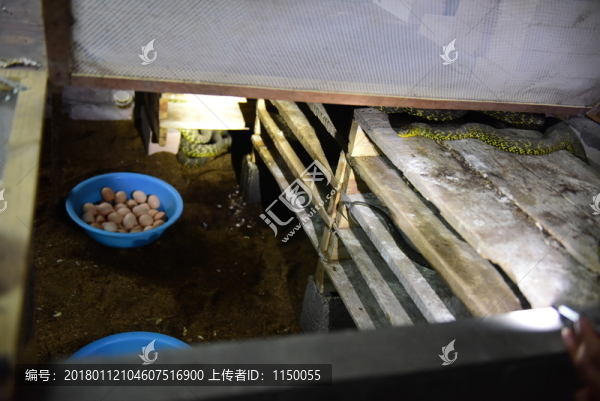 菜花蛇特色養(yǎng)殖