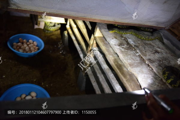 菜花蛇特色養(yǎng)殖