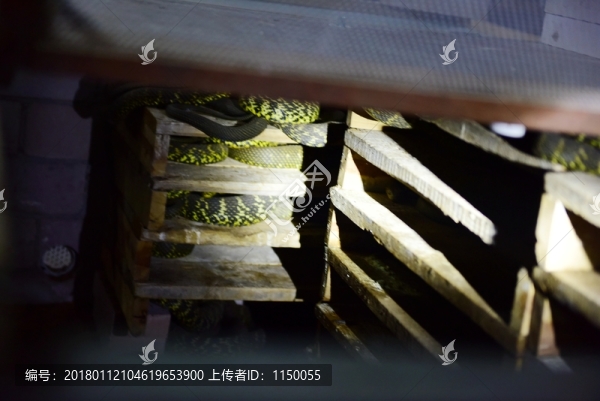 特色養(yǎng)殖蛇王