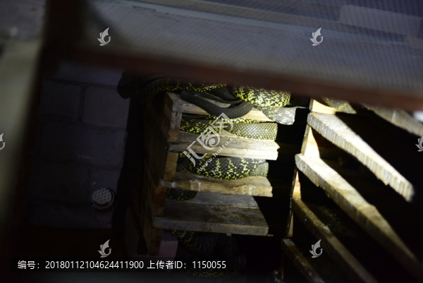 特色養(yǎng)殖蛇王