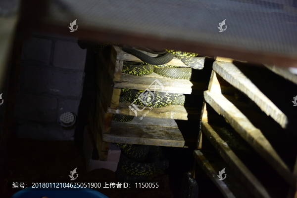 特色養(yǎng)殖蛇王