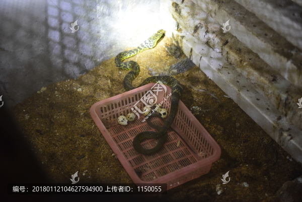 菜花蛇特色養(yǎng)殖