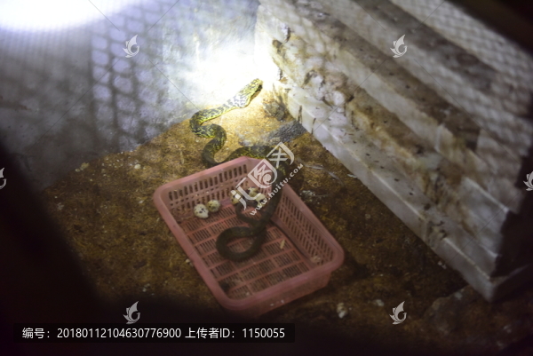 菜花蛇特色養(yǎng)殖