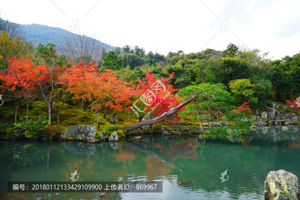 秋天,紅楓葉