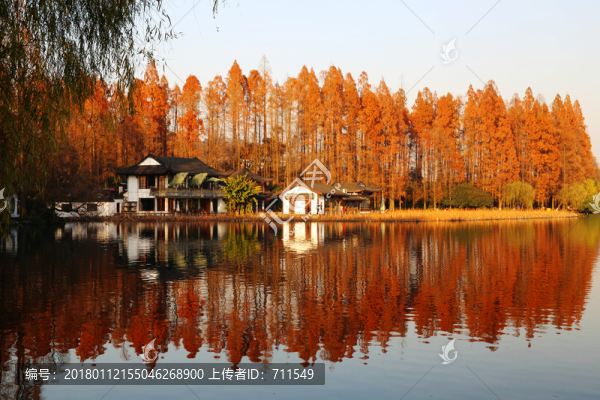 西湖紅樹林,紅杉林