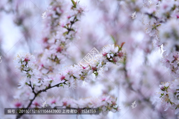 杏花