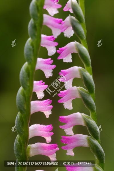 花卉,小花